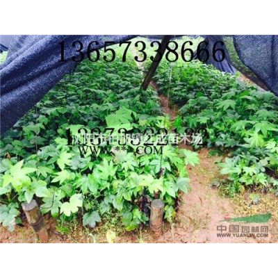 紅葉石楠球、60-80-100-120-150公分紅葉石楠球