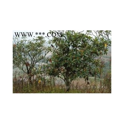 供應(yīng)各規(guī)格紅葉石楠