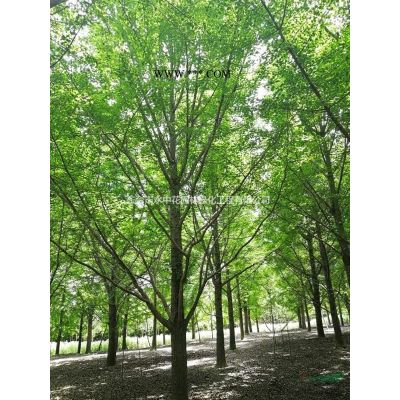 紅葉石楠 紅葉石楠球