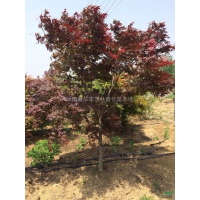 紅葉石楠苗，紅葉石楠價格，紅葉石楠供應，江蘇紅葉石楠