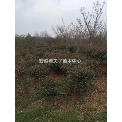 紅葉石楠球 精品紅葉石楠球 安徽紅葉石楠球 滁州市紅葉石楠球
