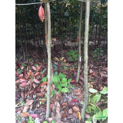 紅葉石楠