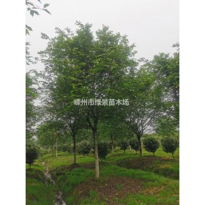 獨干紅葉石楠