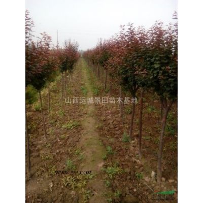 山西地區供應米徑8-10公分銀杏樹·地區8公分占地銀杏樹價格