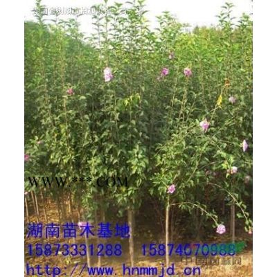 銀杏樹-湖南銀杏樹-湖南銀杏樹價格-湖南白果樹-銀杏價格
