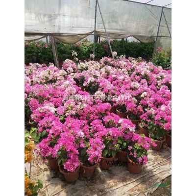 大小規(guī)格叢生紫薇 小葉紫薇 高20-500公分，7-6000元基地