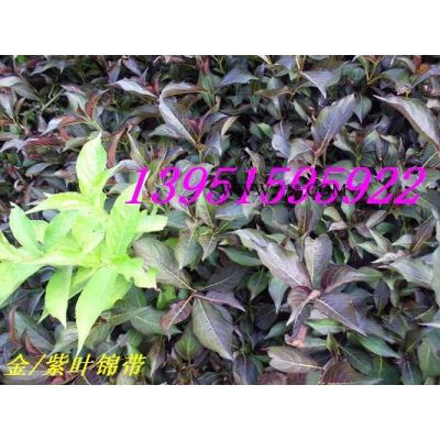銀杏玉蘭紫薇紫藤欒樹國槐桃核合歡青楓紅楓等花木種子不出芽原因
