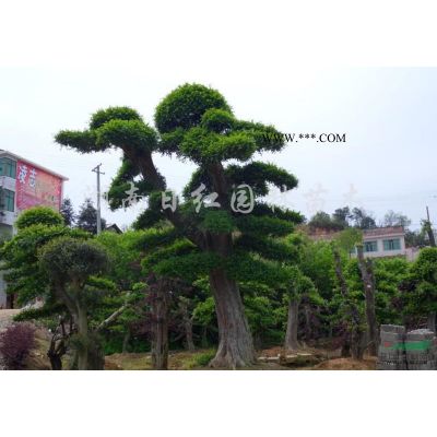 紫薇報價/湖南紫薇報價