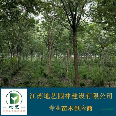 供應(yīng)馬褂木產(chǎn)地 江蘇地藝園林苗圃基地 江蘇馬褂木價(jià)格
