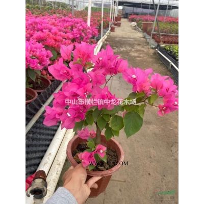 中山小葉紫薇