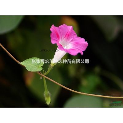 紫薇米徑3到4公分處理  張家界地區供應