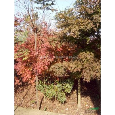馬褂木，九江馬褂木，江西馬褂木種子