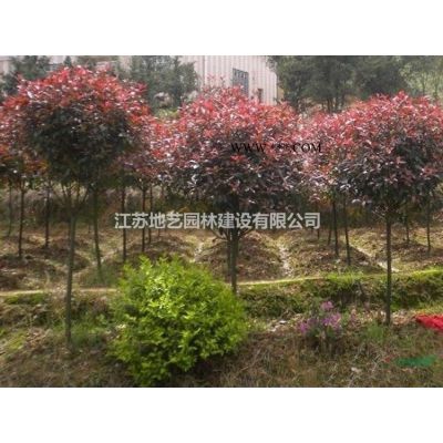 地藝苗圃大量供應(yīng)紫葉李 紅葉李基地 紫葉李價(jià)格 紅葉李價(jià)格