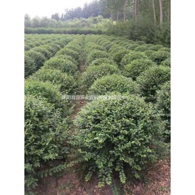 江蘇石楠柱衛(wèi)矛、金葉扶芳藤、紅葉李、紅瑞木、紅葉石楠