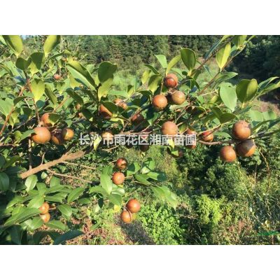 各季節時花，景觀花，月季花，杜鵑，紫薇等