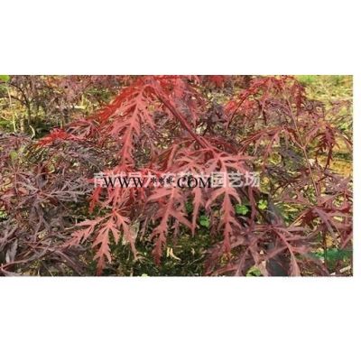 園林綠花苗木庭院植物花卉日本紅楓石榴紅羽毛楓樹苗稻葉紅羽毛楓