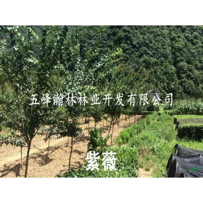 米徑4-6厘米紫薇