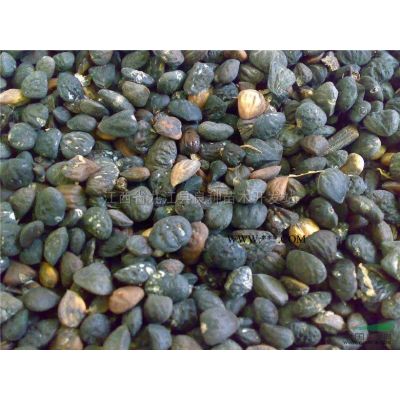 大量供應一年生苗，欒樹，無患子，烏桕