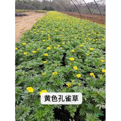 欒樹