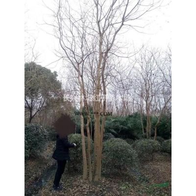 浙江紅葉李12-15公分