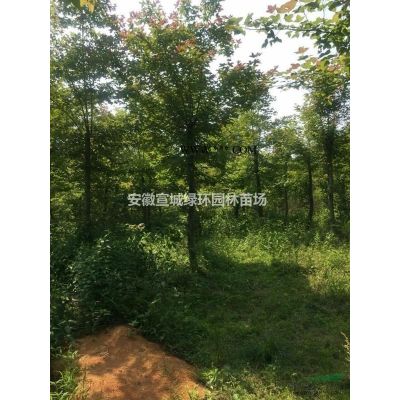 出售 紅葉李6-12公分