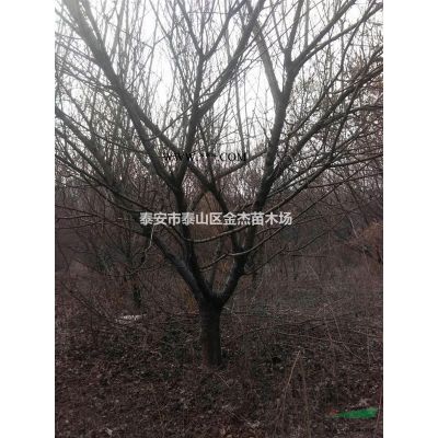 山東黃山欒樹價格 南欒北欒北京欒樹 青皮垂柳直柳旱柳怪柳價格