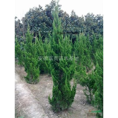櫸樹 櫸樹價格 滁州櫸樹