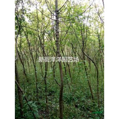 15~20公分欒樹出售