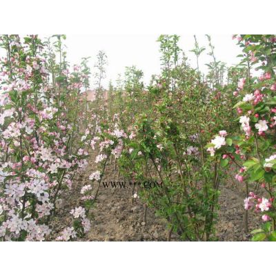 黃山欒樹5公分