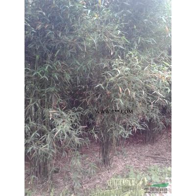 湖北咸寧藝家百年苗木基地供應精品櫸樹8-15公分