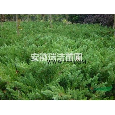 櫸樹