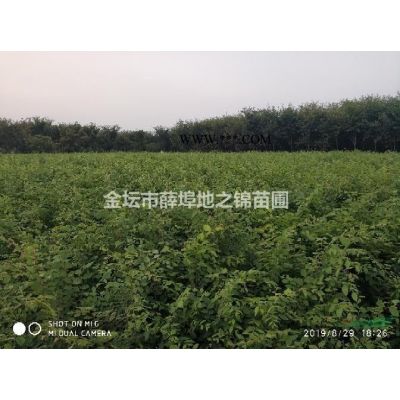 大量供應8-10cm精品櫸樹