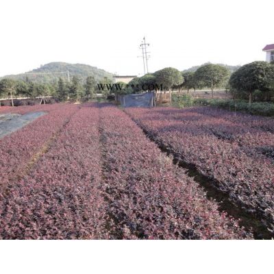 櫻花，3-4-5-6-7-8-10-12-15公分櫻花樹