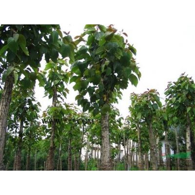 *新江西九江樸樹種子