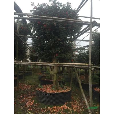 紅楓