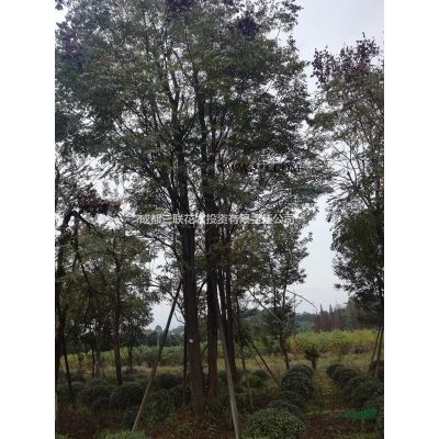 供應叢生紫薇  溫江基地直銷紫薇、種植戶紫薇、紫薇照片