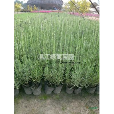 成都紅楓專供基地