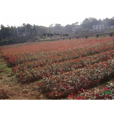 湖南柏加花木市場出售原生精品全冠紅楓樹
