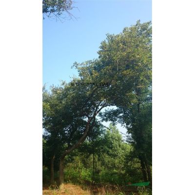 江浙皖地區(qū)出售 紅楓（大量）