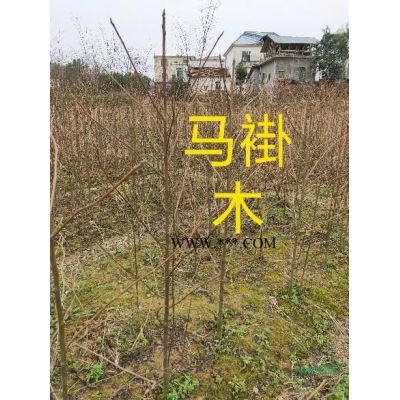 大量供應喜樹.馬褂木.1年2年.苗