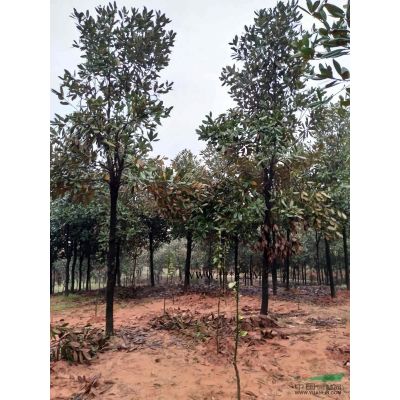 精品馬褂木截桿帽馬褂木