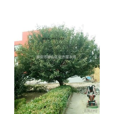 供應櫻花，日本紅楓，美國紅楓，雞爪槭，復葉槭，七葉樹，杜仲