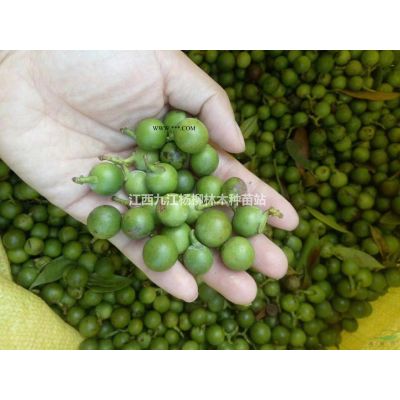 供應當年馬褂木小苗 馬褂木小苗價格 基地直銷 數量大