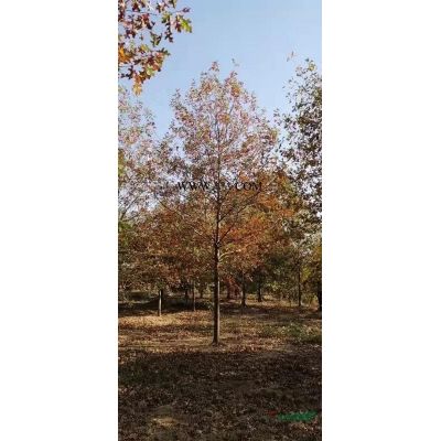 造型花瓶、紫薇造型花瓶圓柱