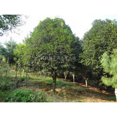常年出售紅楓紅小袖紅大袖等，規格2-30公分