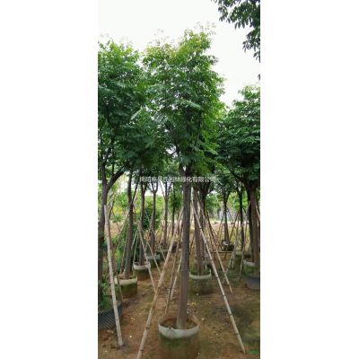 大小規(guī)格大葉紫薇 廣東大葉紫薇 揭陽(yáng)大葉紫薇價(jià)格基地