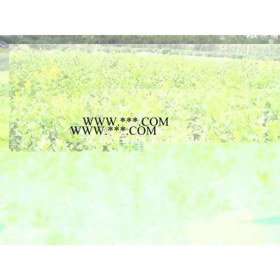 紅葉李，紅葉李供應(yīng)，2020年紅葉李價(jià)格，蕭山紅葉李