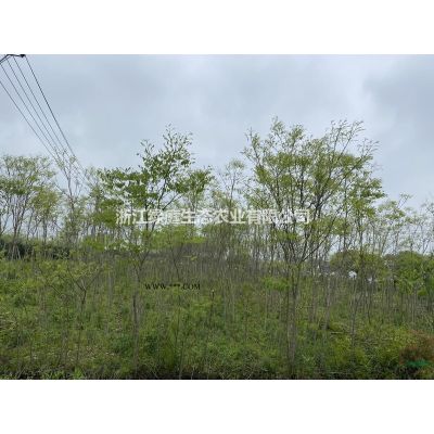 浙江地區供應10-12紅楓