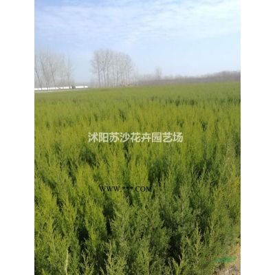 紅葉李