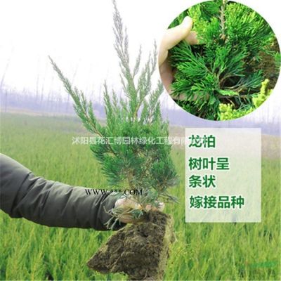 紫薇 各種規格紫薇  紅花紫薇